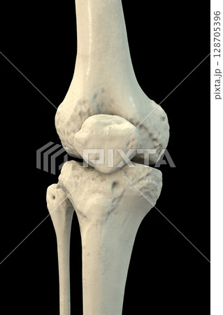 Knee bones anatomy, 3D illustration Knee bones anatomy, 3D illustration 128705396