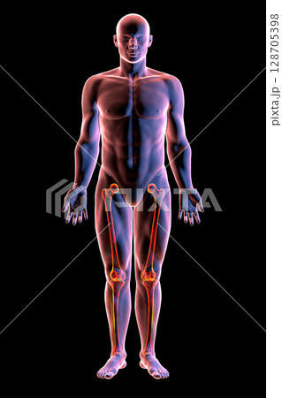 A male human body with highlighted leg bones, 3D illustration 128705398