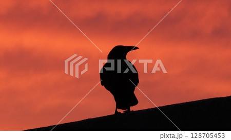 夕焼け空とカラス 128705453