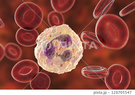 Neutrophil, a white blood cell Neutrophil, a white blood cell 128705547