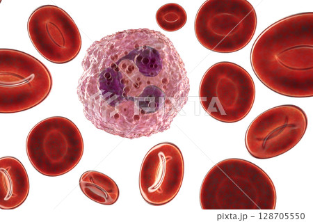 Neutrophil, a white blood cell 128705550