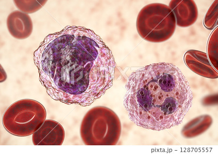 Monocyte and neutrophil surrounded by red blood cells Monocyte and neutrophil surrounded by red blood cells 128705557