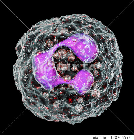 Neutrophil, a white blood cell Neutrophil, a white blood cell 128705558