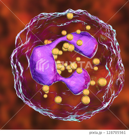 Neutrophil, a white blood cell 128705561