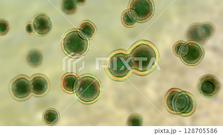 Blastomyces dermatitidis fungi 128705586