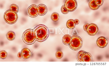 Blastomyces dermatitidis fungi Blastomyces dermatitidis fungi 128705587
