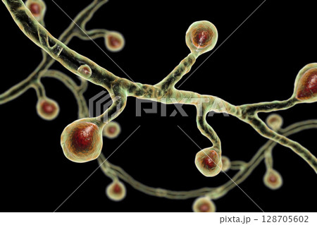 Blastomyces dermatitidis fungi 128705602