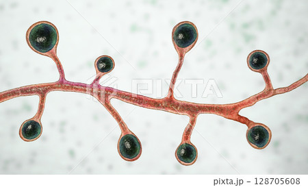 Blastomyces dermatitidis fungi Blastomyces dermatitidis fungi 128705608
