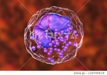 Basophil, a white blood cell Basophil, a white blood cell 128705619
