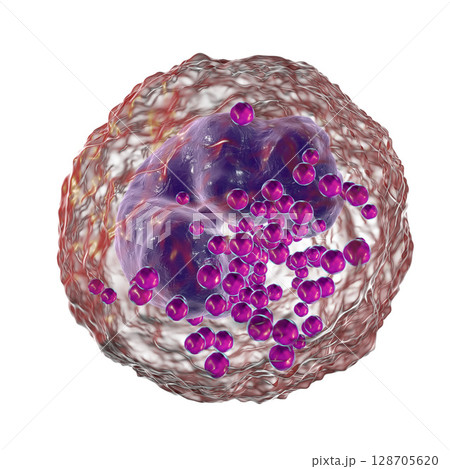 Basophil, a white blood cell 128705620