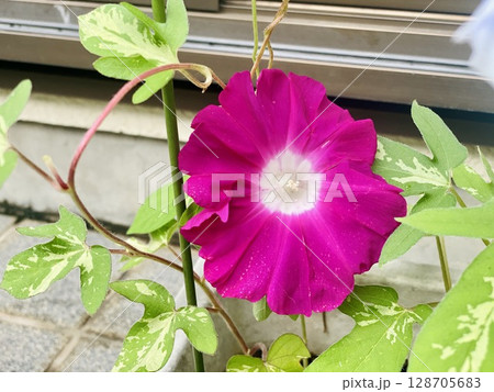 濃いピンク色の朝顔の花 128705683