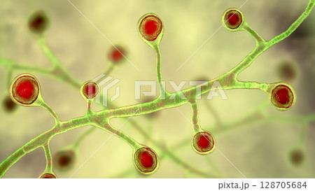 Blastomyces dermatitidis fungi Blastomyces dermatitidis fungi 128705684