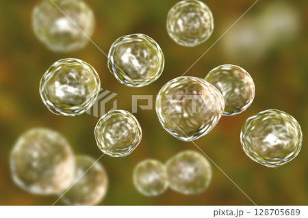 Blastomyces dermatitidis fungi, the causative agent of the disease blastomycosis Blastomyces dermatitidis fungi, the causative agent of the disease blastomycosis 128705689