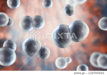 Blastomyces dermatitidis fungi, yeast form 128705692