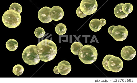 Blastomyces dermatitidis fungi, yeast form 128705693