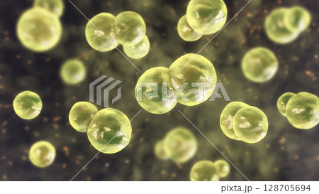 Blastomyces dermatitidis fungi, yeast form 128705694