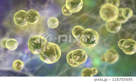 Blastomyces dermatitidis fungi, yeast form 128705695