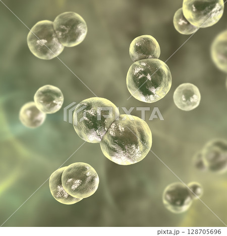 Blastomyces dermatitidis fungi, yeast form 128705696