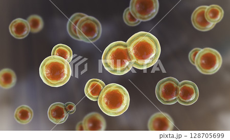 Blastomyces dermatitidis fungi 128705699