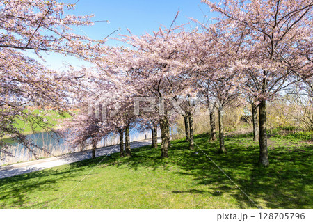 Cherry Blossom in Langelinie park on a beautiful spring day. Sakura festival in Copenhagen Cherry Blossom in Langelinie park on a beautiful spring day. Sakura festival in Copenhagen 128705796