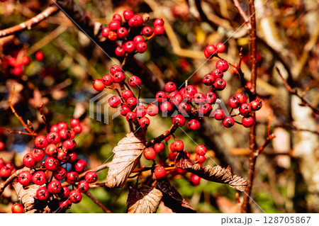 Red rowan berries on autumn tree Red rowan berries on autumn tree 128705867