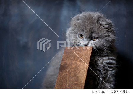 little british fold kitten nibbles on a wooden phone stand 128705993