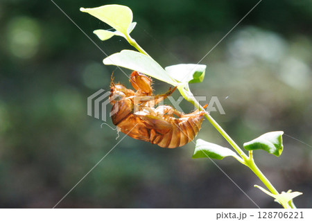 脱皮したセミの抜け殻 128706221