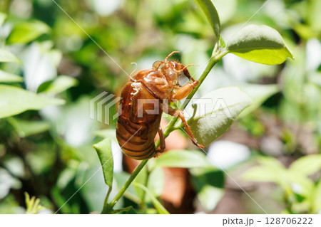 脱皮したセミの抜け殻 128706222