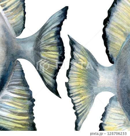 Close-up of a tropical fish tails with black and white stripes. Realistic watercolor illustration in soft, cool blue-gray tones for marine-themed designs, educational materials, aquarium branding. 128706233
