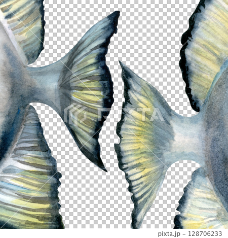 Close-up of a tropical fish tails with black and white stripes. Realistic watercolor illustration in soft, cool blue-gray tones for marine-themed designs, educational materials, aquarium branding. 128706233