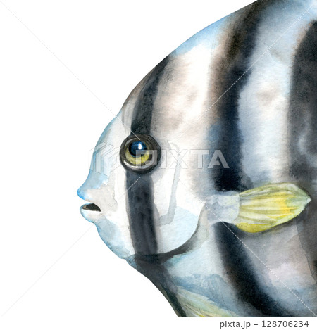 Close-up of a tropical fish face with black and white stripes. Realistic watercolor illustration in soft, cool blue-gray tones for marine-themed designs, educational materials, aquarium branding. 128706234