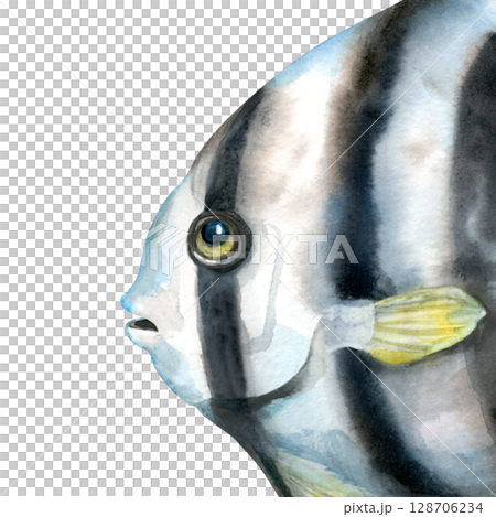 Close-up of a tropical fish face with black and white stripes. Realistic watercolor illustration in soft, cool blue-gray tones for marine-themed designs, educational materials, aquarium branding. Close-up of a tropical fish face with black and white stripes. Realistic watercolor illustration in soft, cool blue-gray tones for marine-themed designs, educational materials, aquarium branding. 128706234
