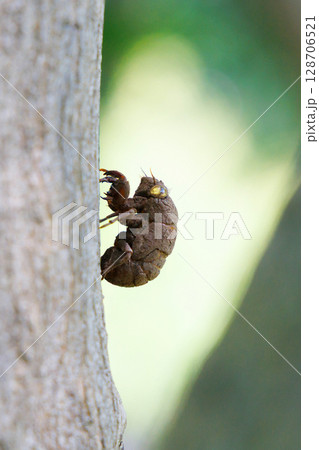 脱皮したニイニイゼミの抜け殻 128706521