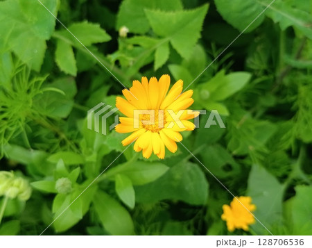 Bright orange flowers Marigold, Calendula Bright orange flowers Marigold, Calendula 128706536