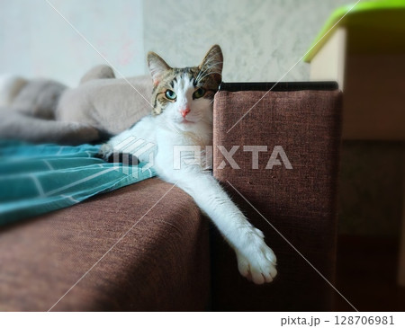 cat lying on sofa. cat on the couch. 128706981