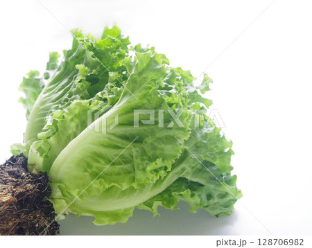 フレッシュ野菜 リーフレタス レタス 野菜 食材 128706982