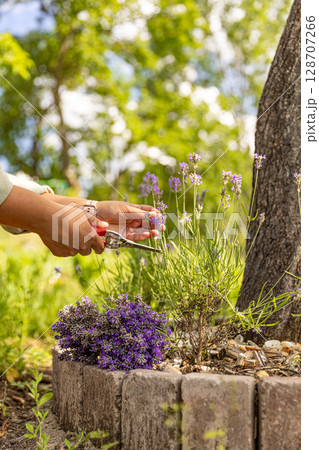 Gardener harvesting lavender flowers 128707266