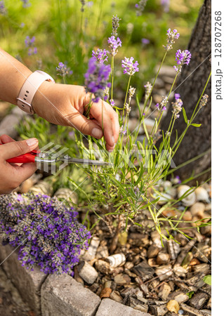 Close up of gardener harvesting lavender flowers 128707268