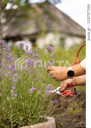 Close up of gardener harvesting lavender flowers Close up of gardener harvesting lavender flowers 128707269