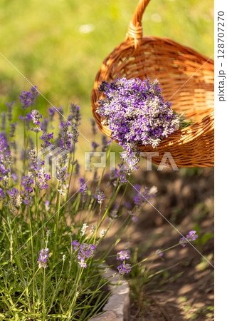 Freshly harvested lavender flowers 128707270