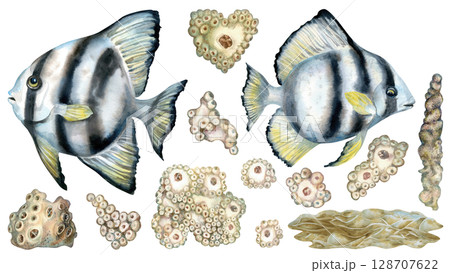 Black and white striped tropical fish, beige corals for seascape. Large set of watercolor clipart in neutral colors on white background for sea design, diving, scrapbook, stickers, textile. Black and white striped tropical fish, beige corals for seascape. Large set of watercolor clipart in neutral colors on white background for sea design, diving, scrapbook, stickers, textile. 128707622