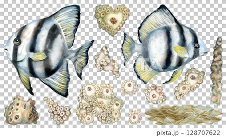 Black and white striped tropical fish, beige corals for seascape. Large set of watercolor clipart in neutral colors on white background for sea design, diving, scrapbook, stickers, textile. Black and white striped tropical fish, beige corals for seascape. Large set of watercolor clipart in neutral colors on white background for sea design, diving, scrapbook, stickers, textile. 128707622