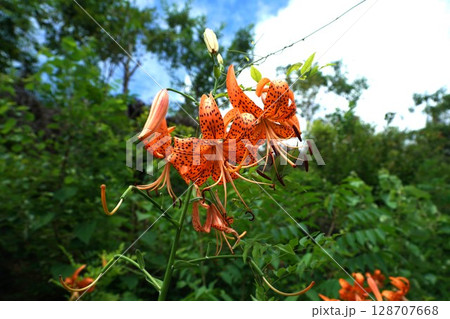 鬼百合 鬼百合 128707668