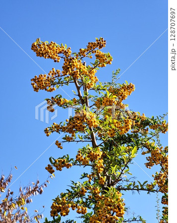 Pyracantha coccinea is an ornamental shrub with bright orange fruits hanging on autumn bush and green leaves. Pyracantha coccinea is an ornamental shrub with bright orange fruits hanging on autumn bush and green leaves. 128707697