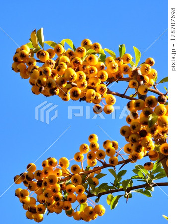 Pyracantha coccinea is an ornamental shrub with bright orange fruits against a blue sky. Pyracantha coccinea is an ornamental shrub with bright orange fruits against a blue sky. 128707698