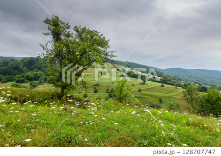 rural landscape with field on a hill in summer. stormy weather and overcast sky. natural scenery with tree, grass and road. dark scene near village in carpathians of ukraine 128707747