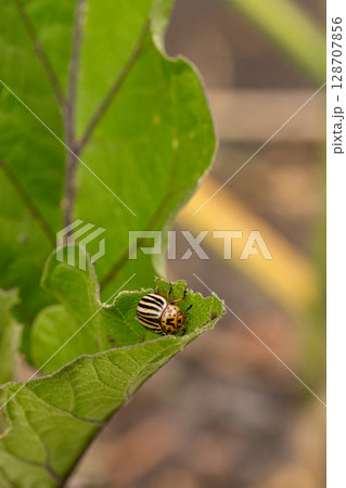 Colorado potato beetle 128707856