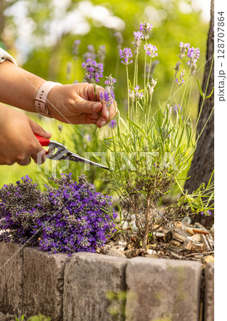 Woman harvesting fresh lavender flowers Woman harvesting fresh lavender flowers 128707864