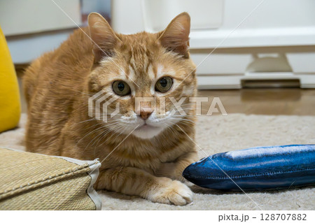 まっすぐ見つめる茶トラ猫と魚のおもちゃ まっすぐ見つめる茶トラ猫と魚のおもちゃ 128707882
