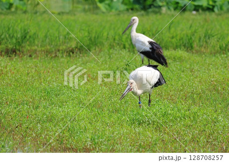 田んぼで餌を探すコウノトリ 128708257